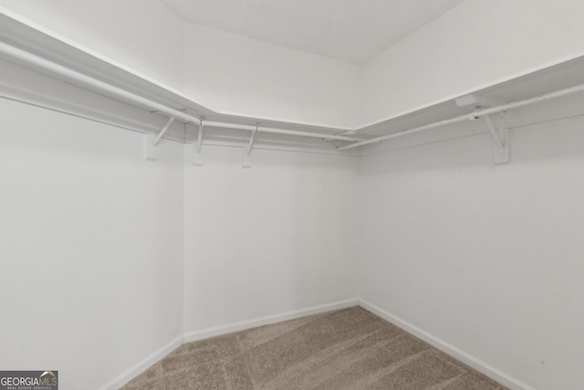 walk in closet featuring carpet floors