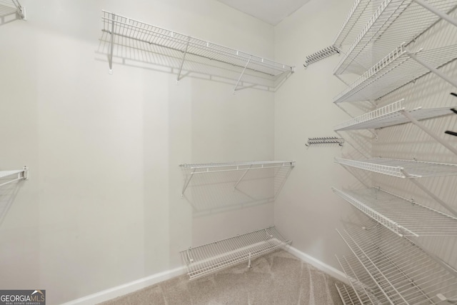 spacious closet featuring carpet