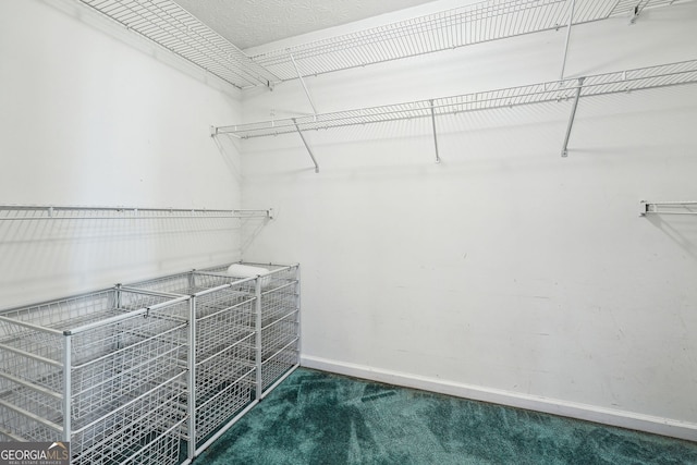 spacious closet with carpet