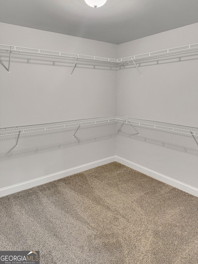 walk in closet featuring carpet floors