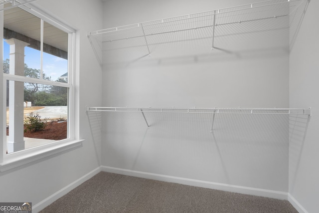 spacious closet featuring carpet floors