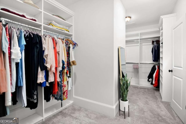 spacious closet featuring carpet flooring