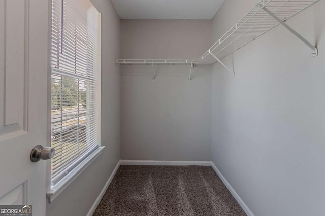 walk in closet featuring carpet flooring