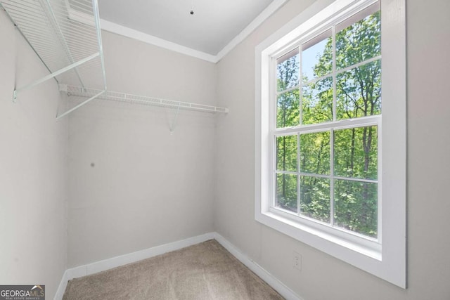 walk in closet with carpet flooring