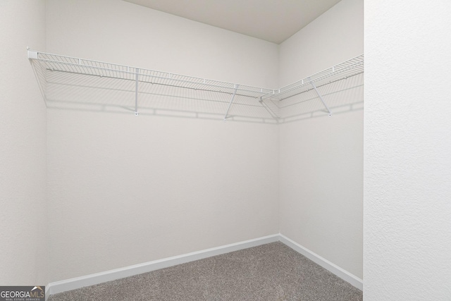 spacious closet featuring carpet flooring
