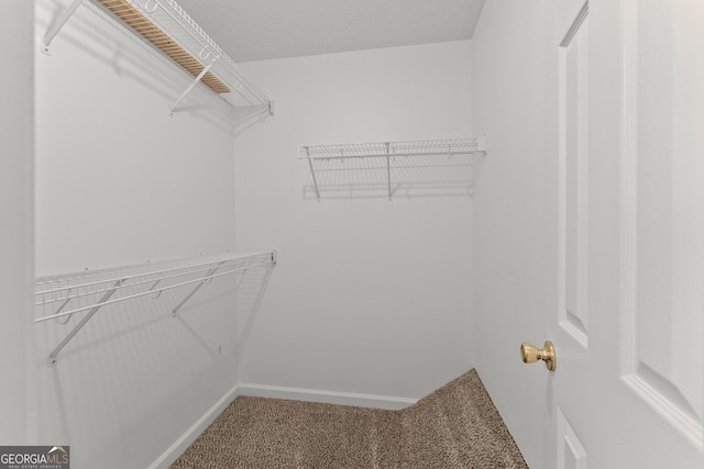 spacious closet featuring carpet floors