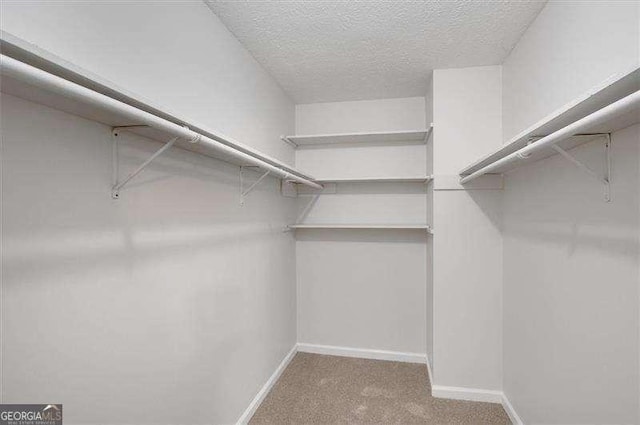 walk in closet with carpet flooring