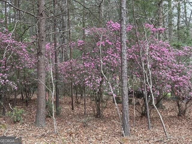 view of local wilderness featuring a view of trees