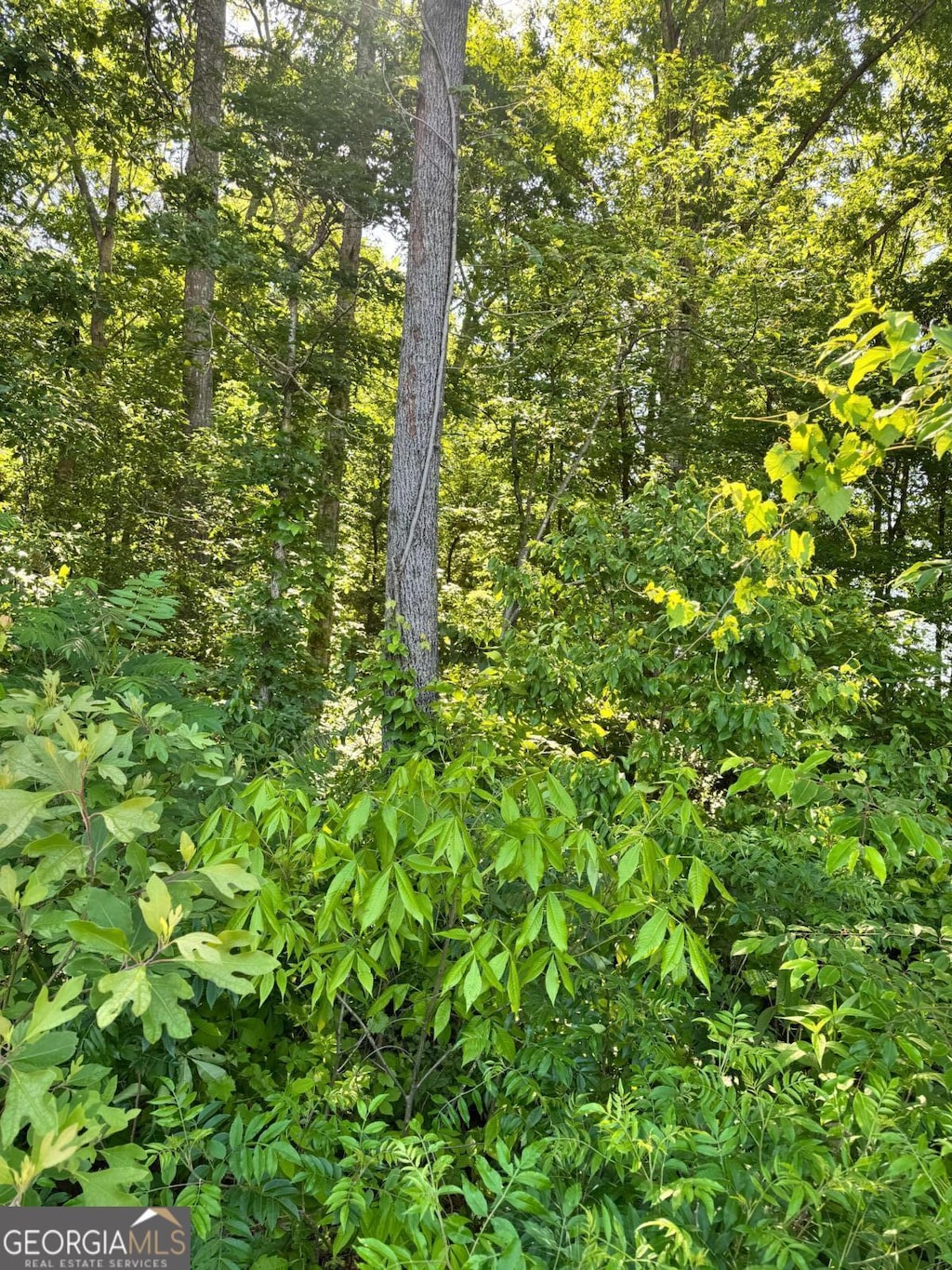 0 Carbondale Rd, Dalton, GA 30721