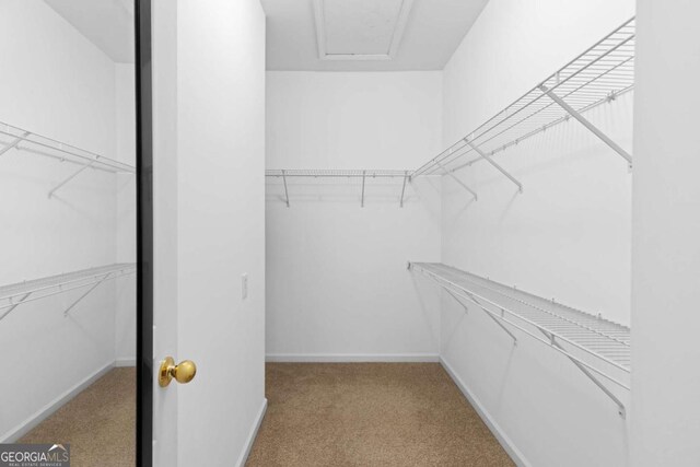 spacious closet featuring carpet flooring