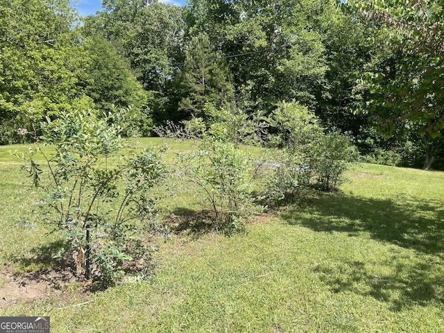 view of local wilderness