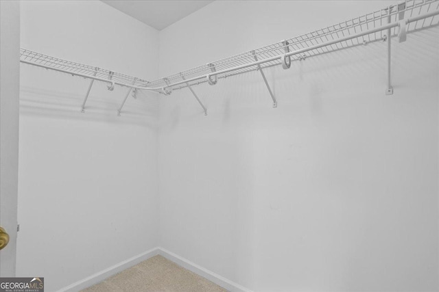 spacious closet featuring carpet floors