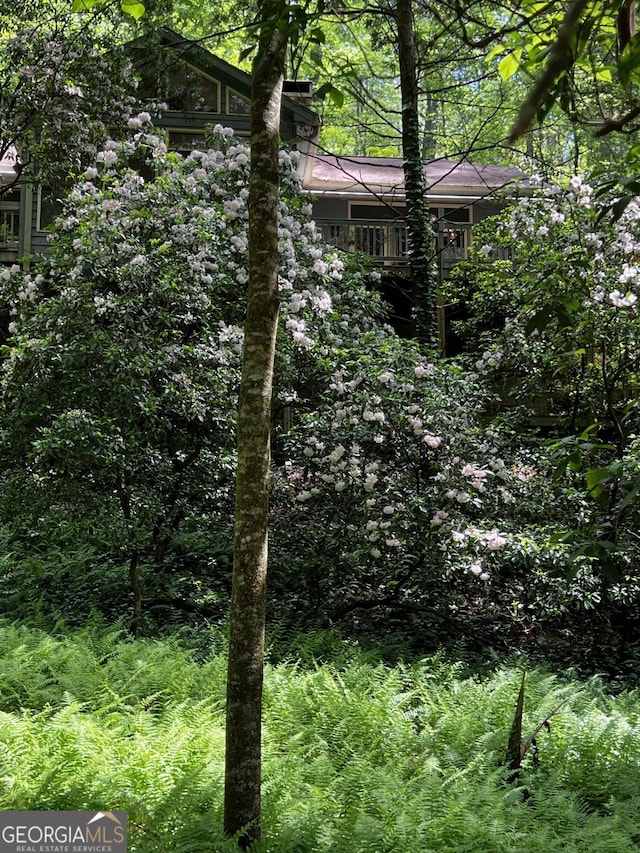 view of local wilderness