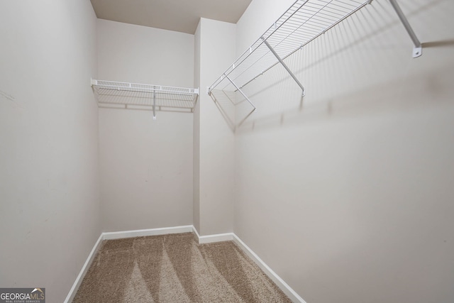 spacious closet featuring carpet