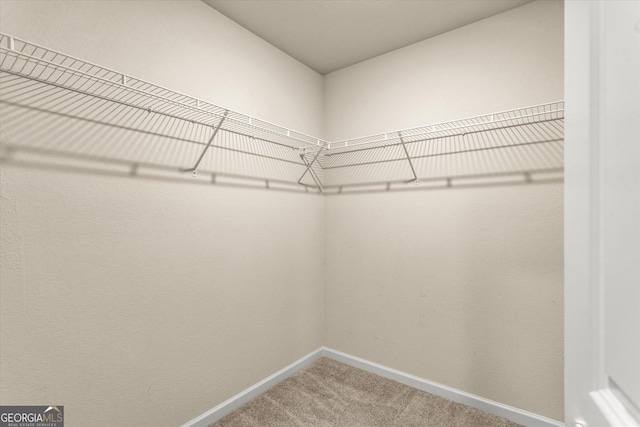 spacious closet featuring carpet