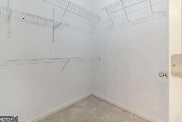 spacious closet featuring carpet