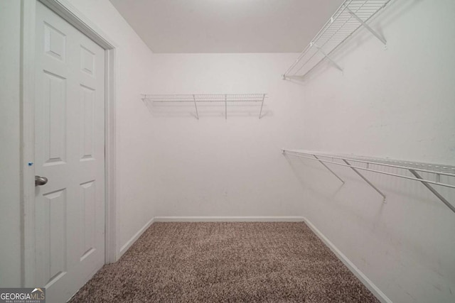 spacious closet featuring carpet flooring