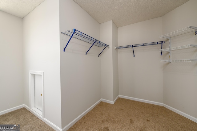 walk in closet featuring carpet flooring