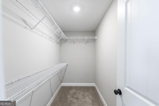 walk in closet featuring carpet floors