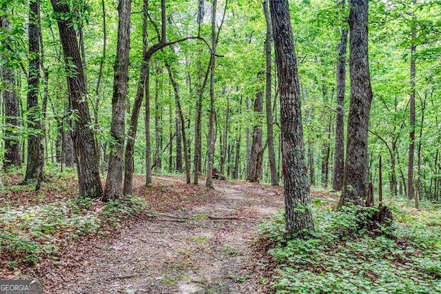 view of woods