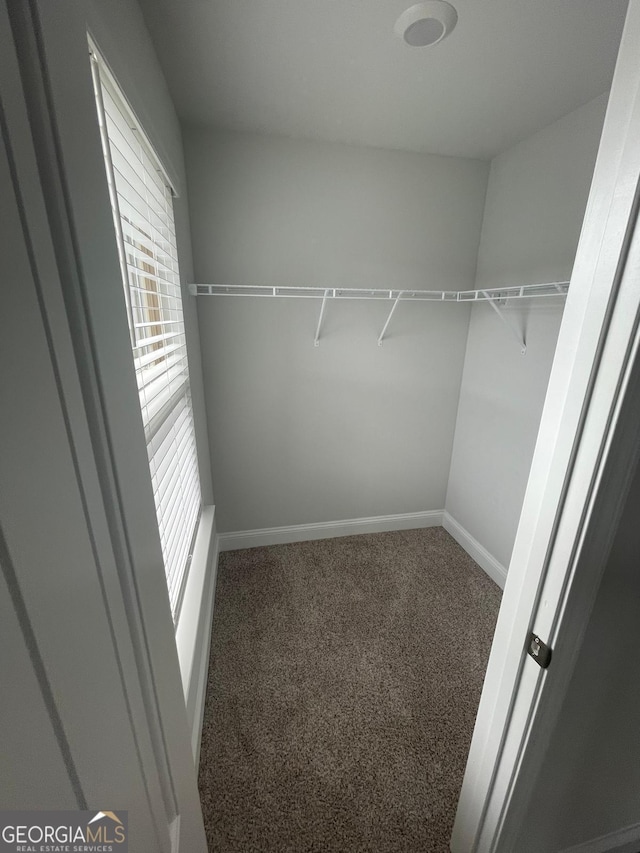 walk in closet featuring carpet flooring