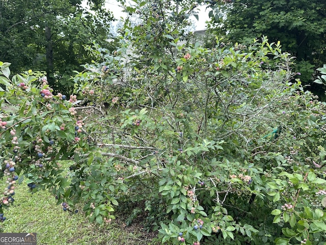 206 Briar Creek Way, Lizella, GA 31052 - view of local wilderness