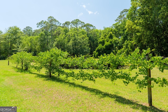 3382 Antioch Greggs Rd, Adel, GA 31620 - view of local wilderness