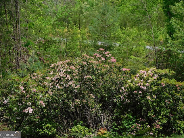 457 Monroe Ridge Rd, Sautee Nacoochee, GA 30571 - view of tree filled area