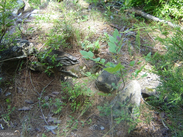 6177 County Road 266, Five Points, AL 36855 - view of undeveloped land