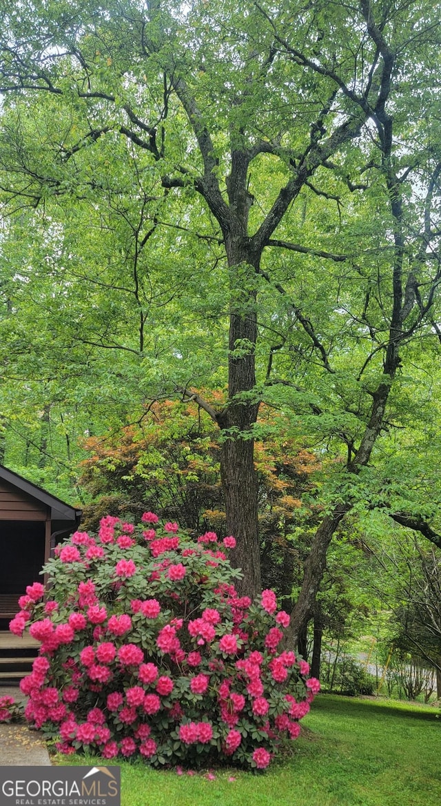 254 Oakdale Dr, Cornelia, GA 30531 - view of yard with a wooded view