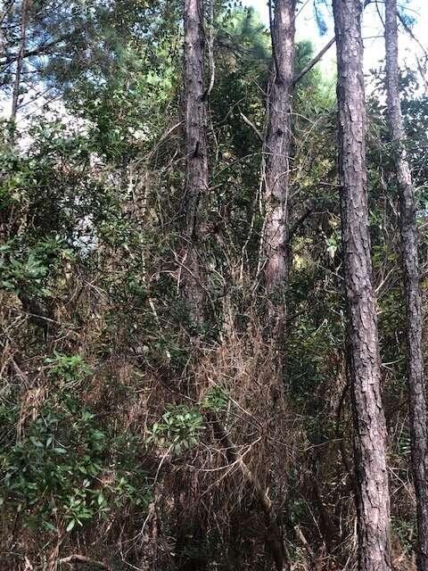 47/-ACRES Live Oak Ln, Blackshear, GA 31516