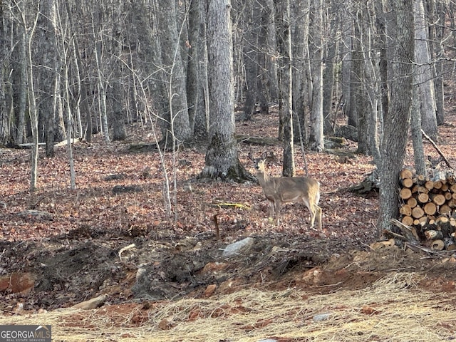 427 Bakers Fiord, Sautee Nacoochee, GA 30571 - view of undeveloped land