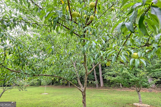 4505 Mccullum Trl, Hiawassee, GA 30546 - view of green lawn