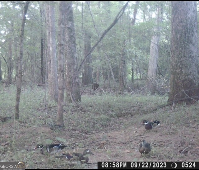 0 Jordan Rd, Shiloh, GA 31826