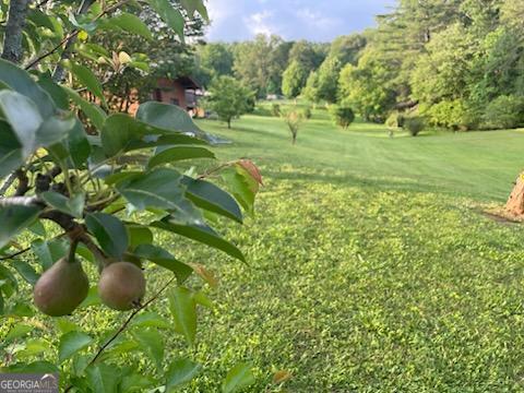 4253 Swallows Creek Rd, Hiawassee, GA 30546 - view of green lawn