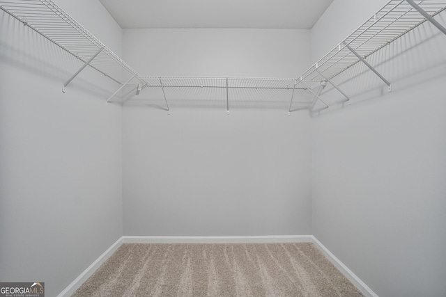 2203 Hyssop Way, Buford, GA 30519 - walk in closet featuring carpet floors