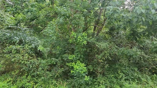 LOT8 Walnut Tree Ln, Plantersville, TX 77363 - photo 13