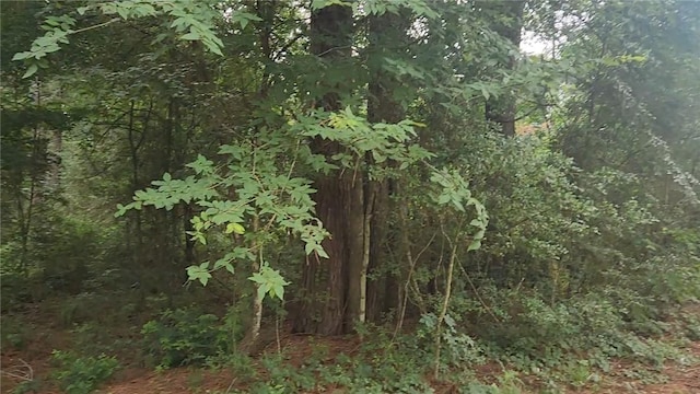 LOT8 Walnut Tree Ln, Plantersville, TX 77363 - photo 2