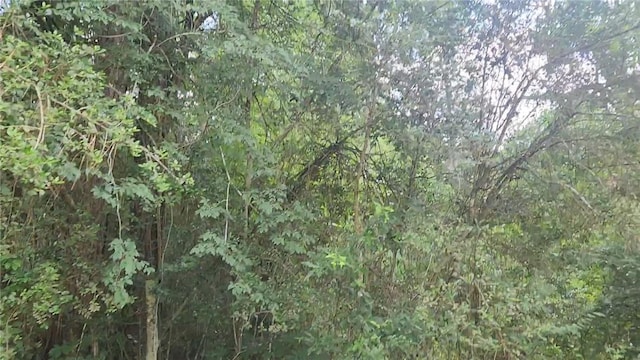 LOT8 Walnut Tree Ln, Plantersville, TX 77363 - photo 11