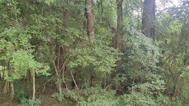 LOT8 Walnut Tree Ln, Plantersville, TX 77363 - photo 10