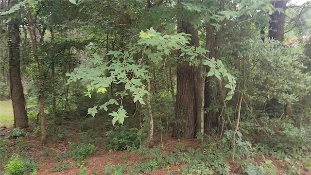 LOT8 Walnut Tree Ln, Plantersville, TX 77363 - photo 9