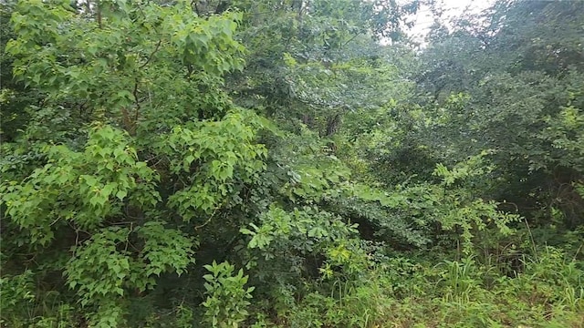 LOT8 Walnut Tree Ln, Plantersville, TX 77363 - photo 4