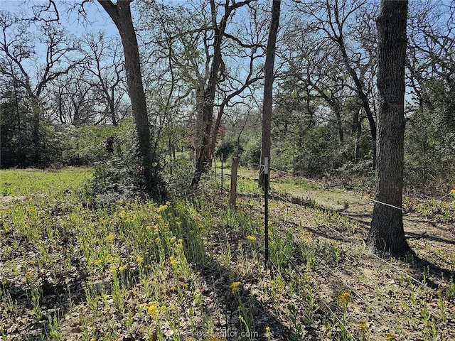 view of local wilderness