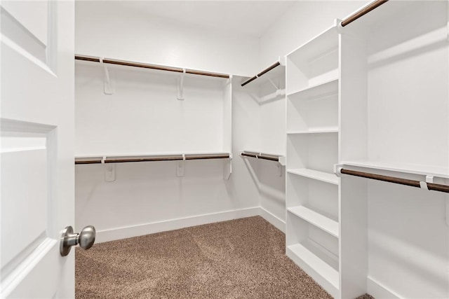 spacious closet featuring carpet