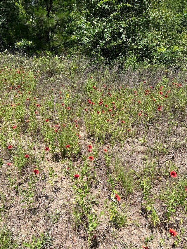 8647 County Road 342, Milano, TX 76556 - photo 4
