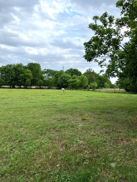 view of local wilderness