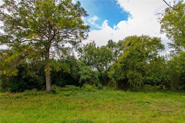 view of local wilderness