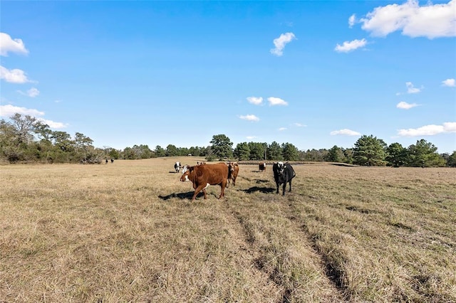 view of yard featuring a rural view