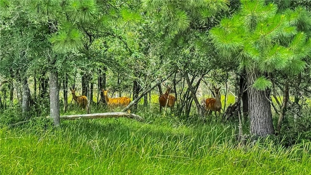 15184 Fm 2620, Bedias, TX 77831 - view of nature