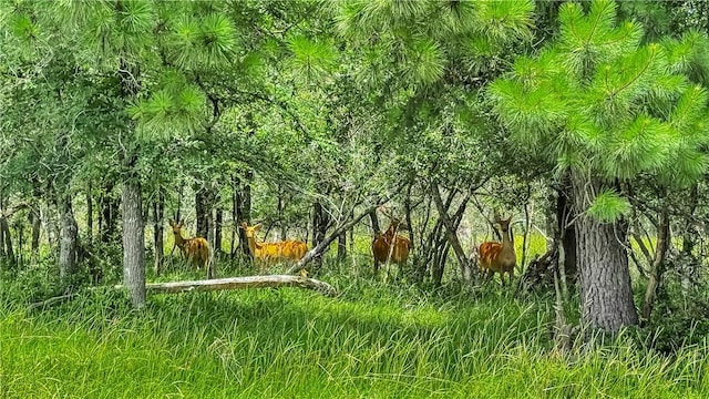 15184 Fm 2620, Bedias, TX 77831 - view of local wilderness